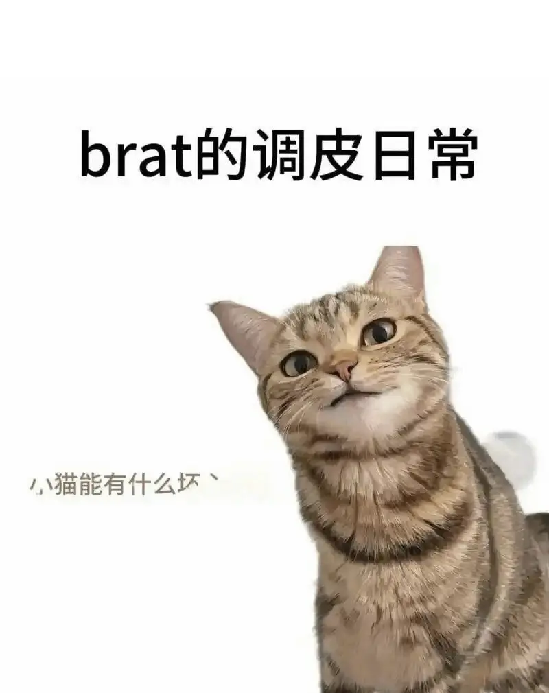 西檬之家-K8是什么？解密字母圈猫奴角色扮演全接触
